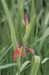 Copper iris